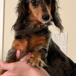 Georgia - Dachshund