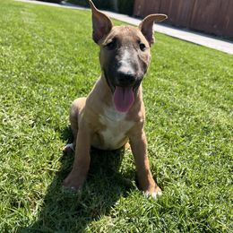 Skye - White and red smut female Bull Terrier puppy in Stanton, California from Pure hearts
