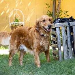 Hope - Golden Retriever