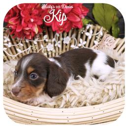 KIP - AKC Registered - Chocolate and tan male Dachshund puppy in Graceville, Florida from Misty's 101 Doxies