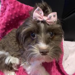 Cocoa - Yorkshire Terrier