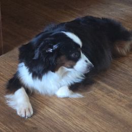 Bunny - Miniature Australian Shepherd