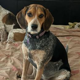 RILEY - Beagle