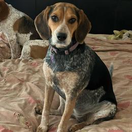 RILEY - Beagle