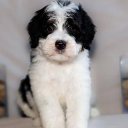 Cove - Tri-color male Bernedoodle puppy in Gilbert, Arizona from Safe Havynn Doodles
