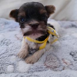 Girly - Chocolate, tan and white female Yorkshire Terrier puppy in Bucyrus, Ohio from Dyer's Beauties