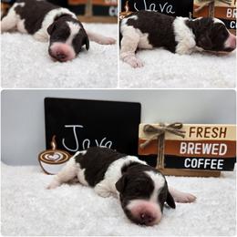 Java - Parti male Goldendoodle puppy in Summerville, South Carolina from Channys Doodles