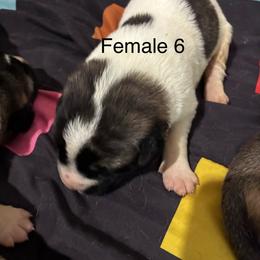 Girl 6 - Biscuit and white female Anatolian Shepherd Dog puppy in Daggett, Michigan from T&S Anatolians