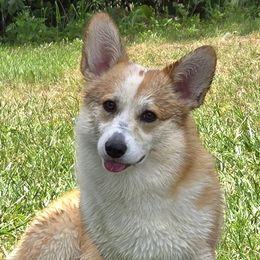 Pembroke Welsh Corgis from Meraki Corgis