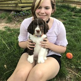 English Springer Spaniel, Field Spaniel, and Labrador Retriever Puppies from Three Doves