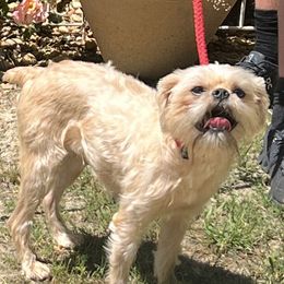 Roxy - Brussels Griffon