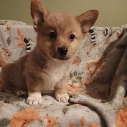 Boy 4 - Sable and white male American Corgi puppy in Pioneer, Michigan from Country Corners Corgis