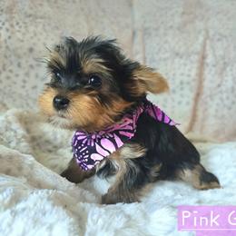 CoCo - Black and gold female Yorkshire Terrier puppy in Nitro, West Virginia from Kathryn's Yorkies