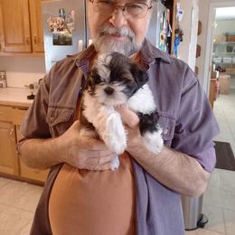 Shih Tzu Puppies from Tiny Bubbles Shih Tzus