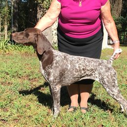 Suki - German Shorthaired Pointer