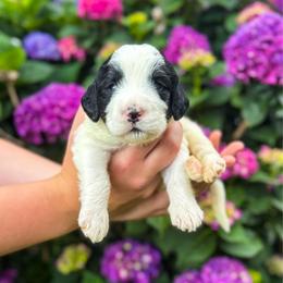 Sweet Pea (Sweetie) - Parti female Labradoodle puppy in Elizabeth City, North Carolina from Howdy Doodles