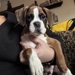 Mo - Fawn male Boxer puppy in Coal Valley, Illinois from Charron Boxers
