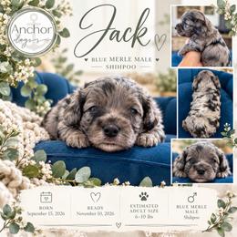 J ..A ..C ..K - Merle male Shihpoo puppy in Hooper, Utah from Anchor Dogs