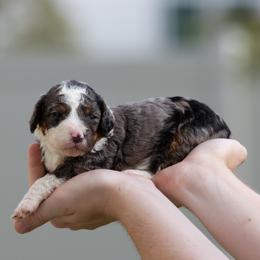 Peach - Blue merle female Aussiedoodle puppy in Jacksonville, Florida from Lolo’s Aussiedoodle