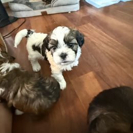 Beeker - Brindle and white male Cavatzu puppy in Saint Paul, Minnesota from Amy’s Puppy Tzu