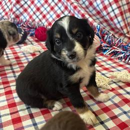 Nova - Black tri-color female Australian Shepherd puppy in Waxahachie, Texas from Volks Aussies