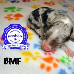 BMF - Blue merle female Australian Shepherd puppy in Greenville, Texas from Amandas Aussies