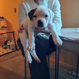 Girl 4 - White and black female American Bulldog puppy in La Porte, Indiana from Slayton's American Bulldogs
