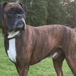 Boxers from Dawn Dacosta