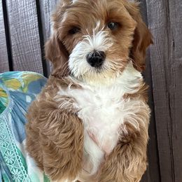 Cruise - Red  male Goldendoodle puppy in Florence, South Carolina from Candy Doodles