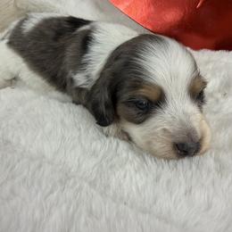 Blue dapple pie - Dapple male Dachshund puppy in Mineral Wells, Texas from Chilidog Dachshunds