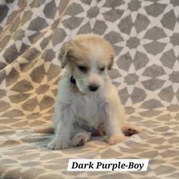 Dark Purple - Brown and white male Bernedoodle puppy in Columbia, Illinois from Hillcastle Breeders