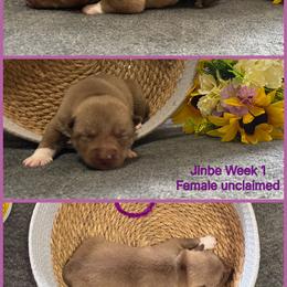 Jinbe - Red and white female Siberian Husky puppy in Canton, Ohio from Bleu Skies Siberian Huskies