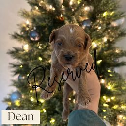 Dean - Red  male Goldendoodle puppy in Aubrey, Texas from The Parrish Doods