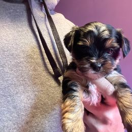 Rottweiler and Yorkshire Terrier Puppies from Superior Family Kennels