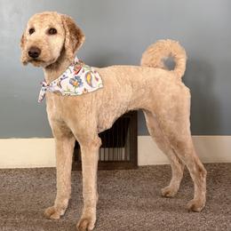 Goldendoodle All Grown Up from Sinclairdoodles