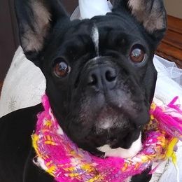 French Bulldogs from Forever Scarlet frenchies