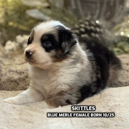 Skittles - Blue merle female Australian Shepherd puppy in Bethany, Connecticut from Wynter Thyme Manor Australian shepherds