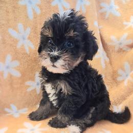 Raleigh mini 25-30 - Tri-color female Bernedoodle puppy in Clermont, Florida from Sammy's Puppies