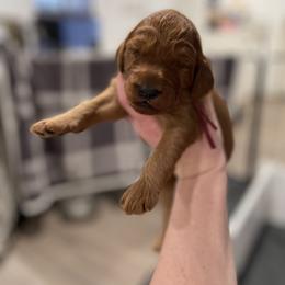 Maroon - Red female Irish Doodle puppy in Surprise, Arizona from Huckleberry Doodles