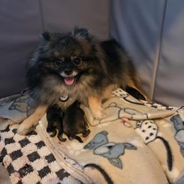 Girl 1 - Wolf sable female Pomeranian puppy in Sanford, Florida from Serena's Poms
