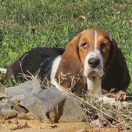 Rosie - Basset Hound
