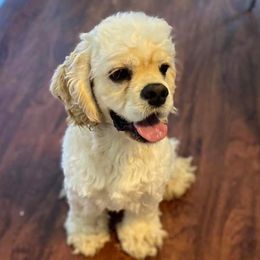 Axel - Cocker Spaniel