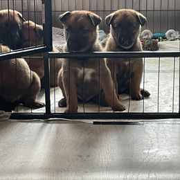 Belgian Malinois Puppies from Pyrex Kennels