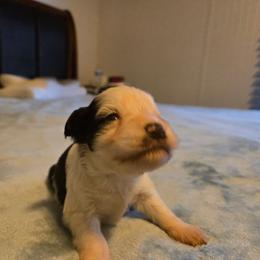 Sweet Pups Divinity - Parti female Miniature Schnauzer puppy in North Zulch, Texas from Sweet Pup Schnauzers