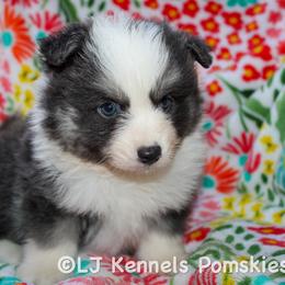 Reaper - Blue male Pomsky puppy in Centerville, Iowa from LJ Kennels Pomskies, LLC