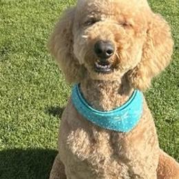 Piper - Goldendoodle