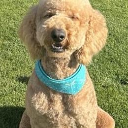 Piper - Goldendoodle