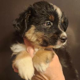 Annie's boy - Black tri male Miniature Australian Shepherd puppy in Hampton, Tennessee from TC Farms Stock Dogs - Miniature Australian Shepherds