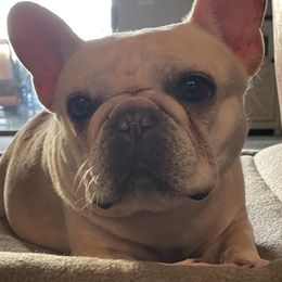 French Bulldogs from Knockout Frenchies