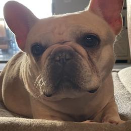 French Bulldogs from Knockout Frenchies